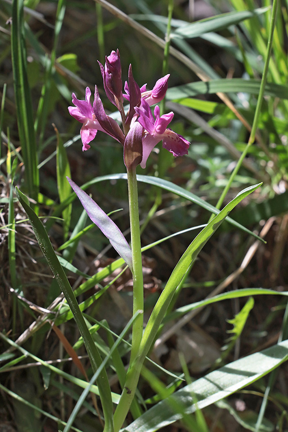 Anacamptis morio?